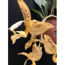 Stanhophia  jenischiana